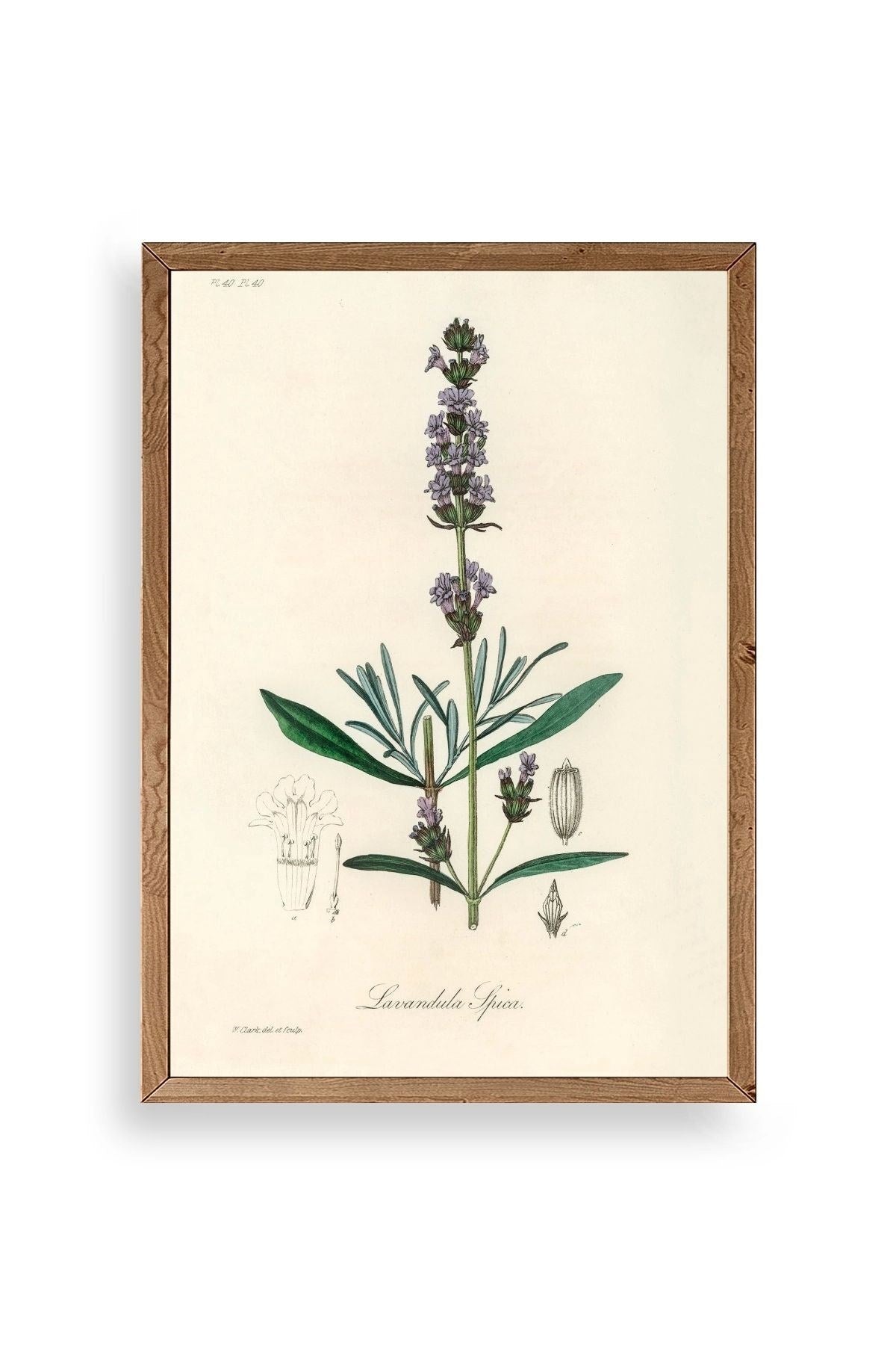 Yaprak Ahşap Çerçeveli Tablo 17 x 23