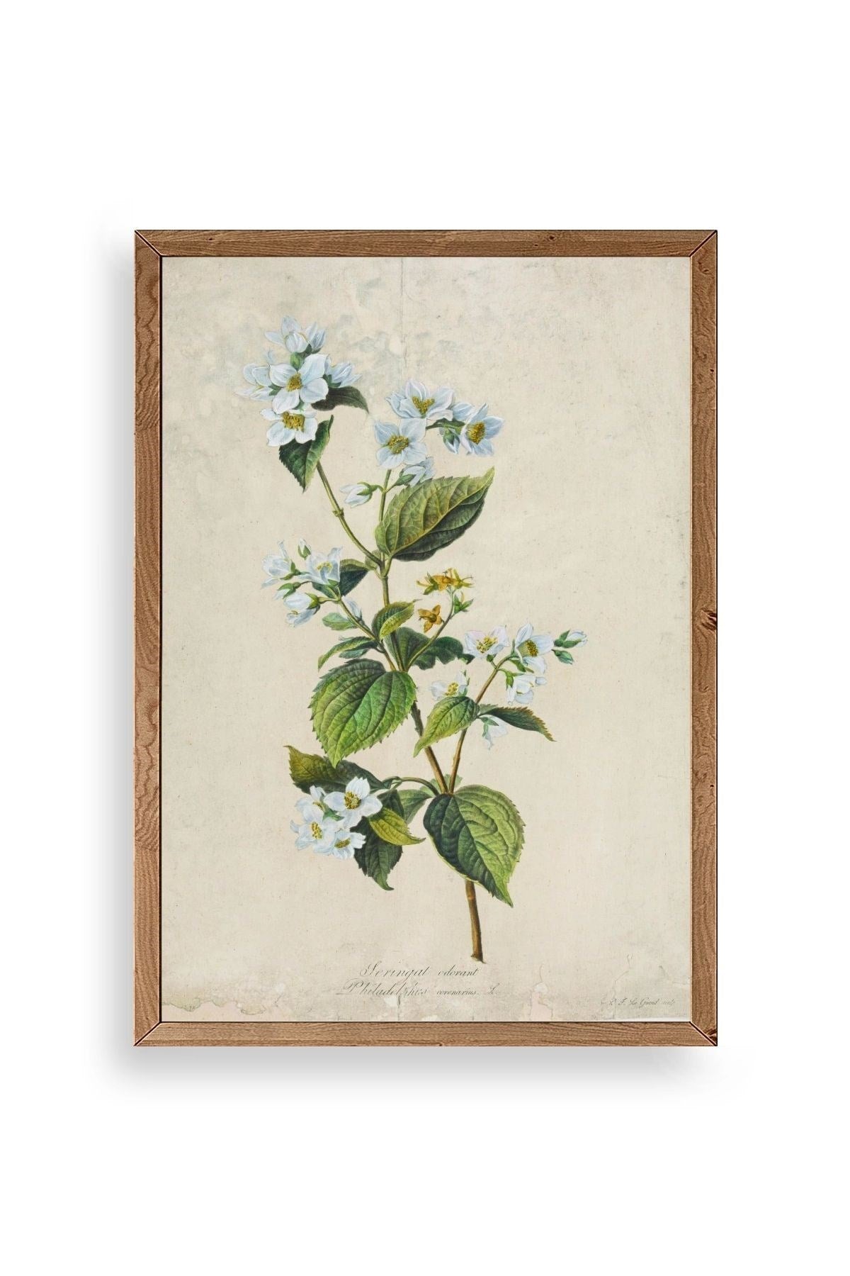 Çiçek Ahşap Çerçeveli Tablo 23 x 30