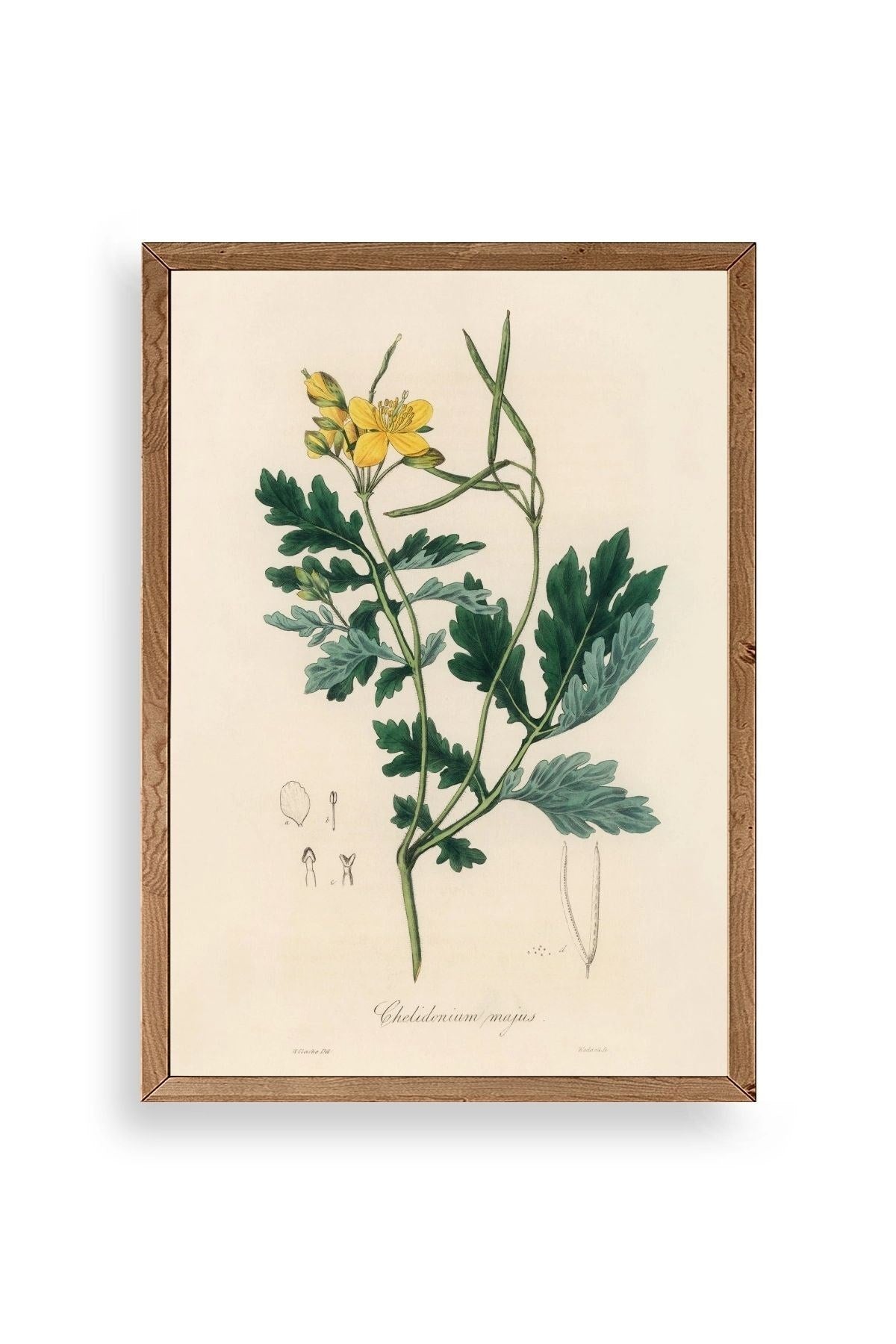 Çiçek Ahşap Çerçeveli Tablo 23 x 30