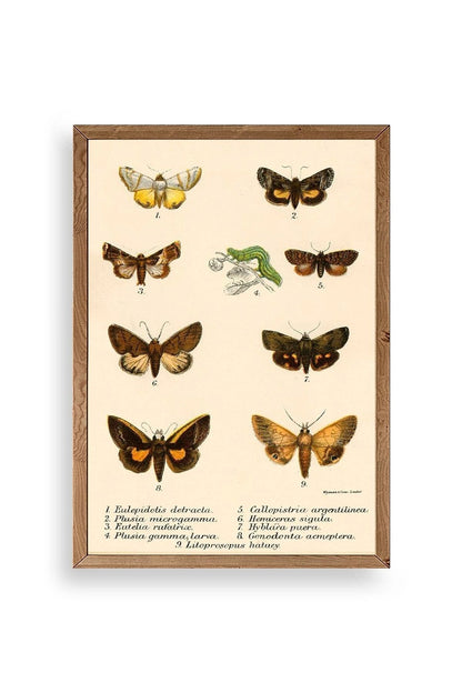 Kelebekler Ahşap Çerçeveli Tablo 17 x 23