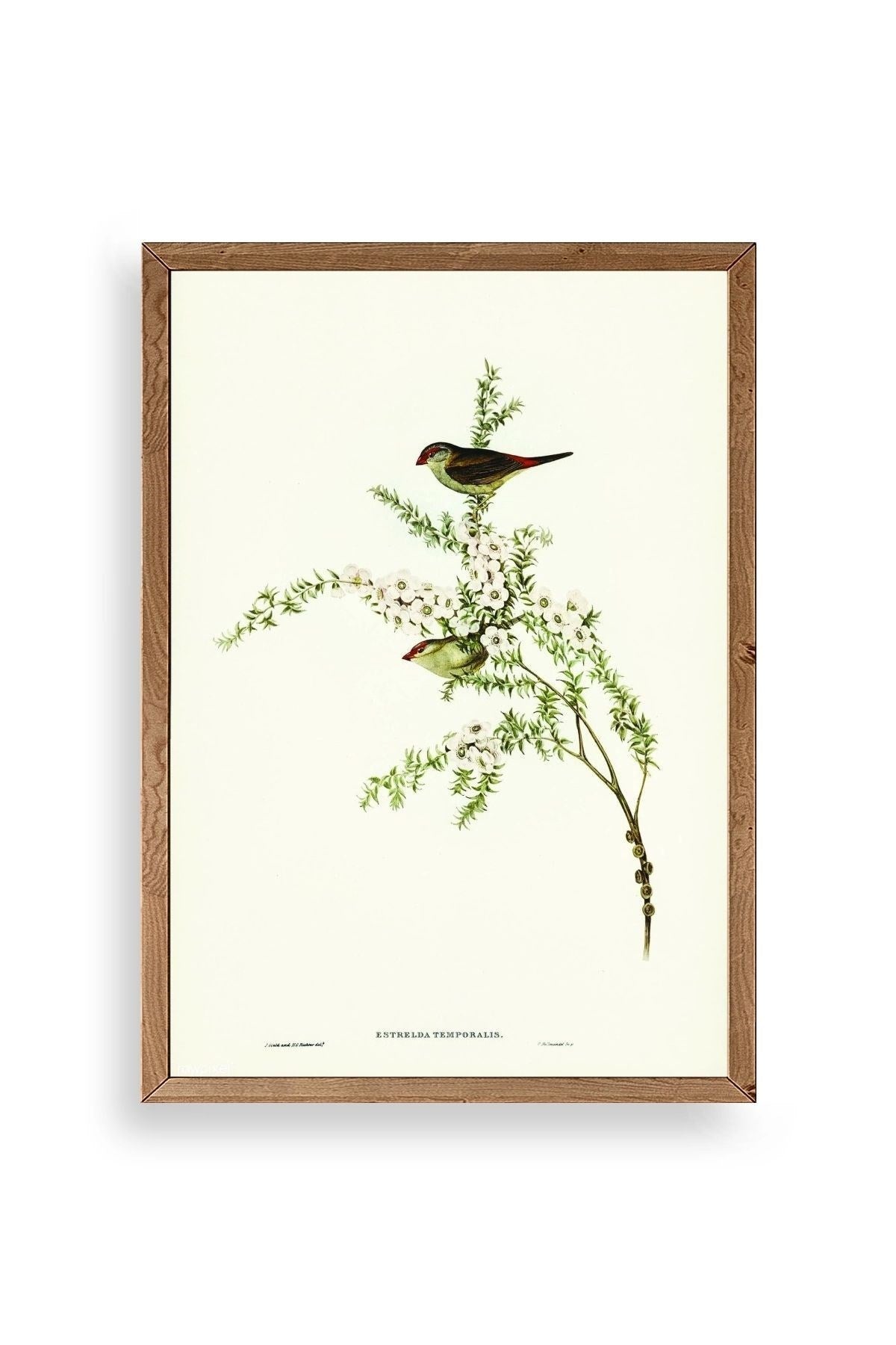 Daldaki Kuş Ahşap Çerçeveli Tablo 50 x 70