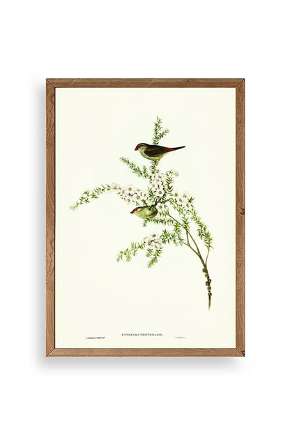 Daldaki Kuş Ahşap Çerçeveli Tablo 50 x 70