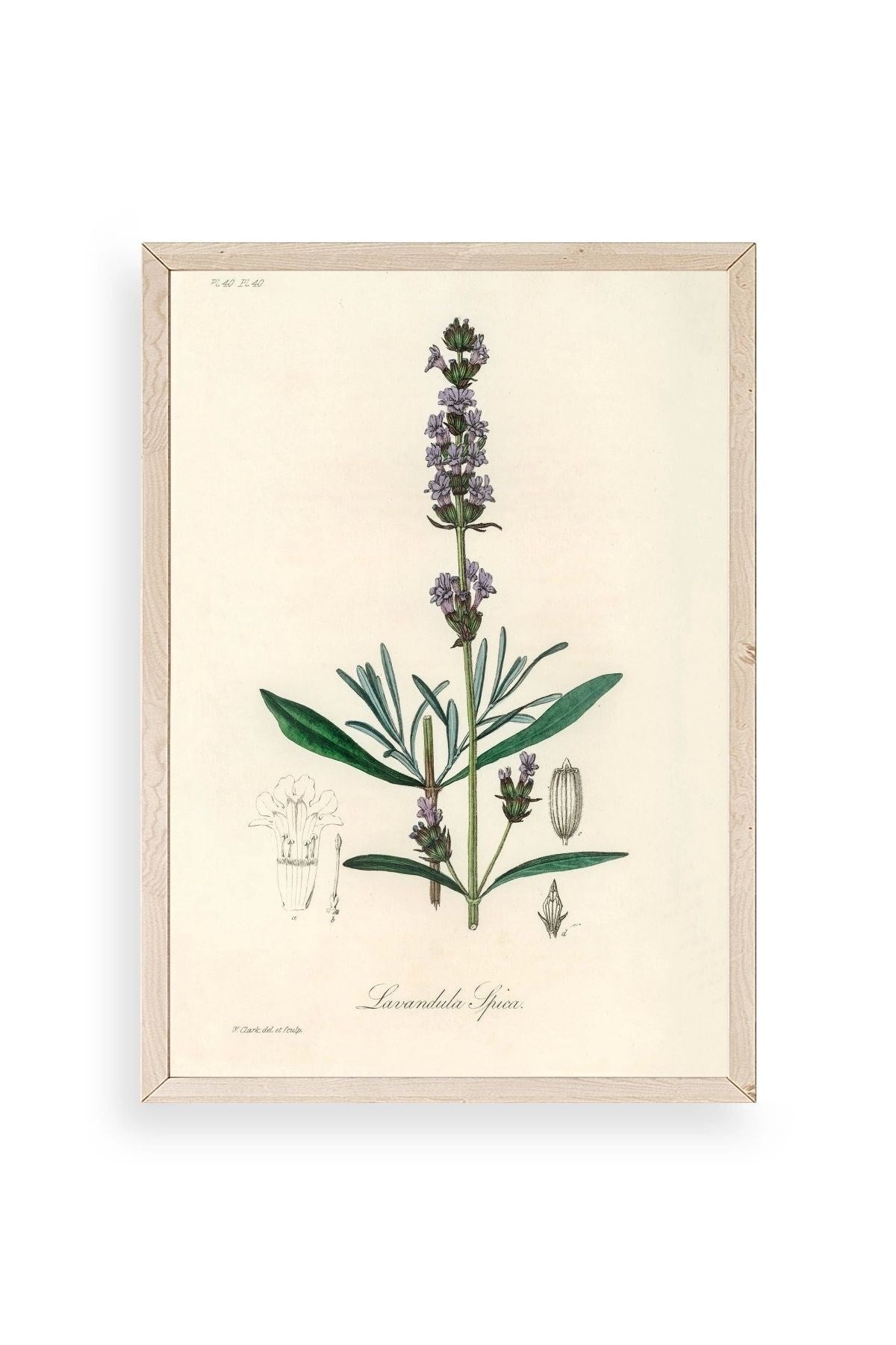 Yaprak Ahşap Çerçeveli Tablo 23 x 30