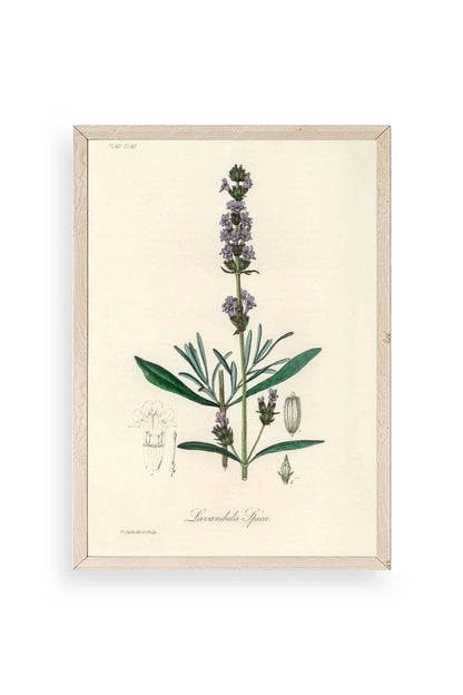 Yaprak Ahşap Çerçeveli Tablo 23 x 30