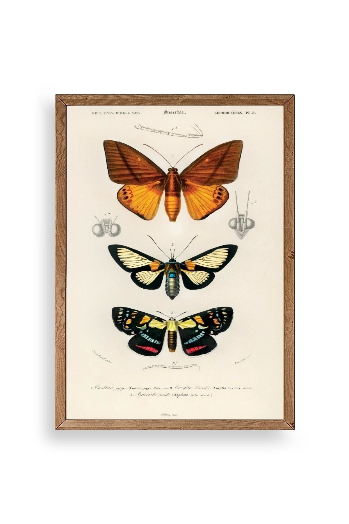 Kelebekler Ahşap Çerçeveli Tablo 50 x 70