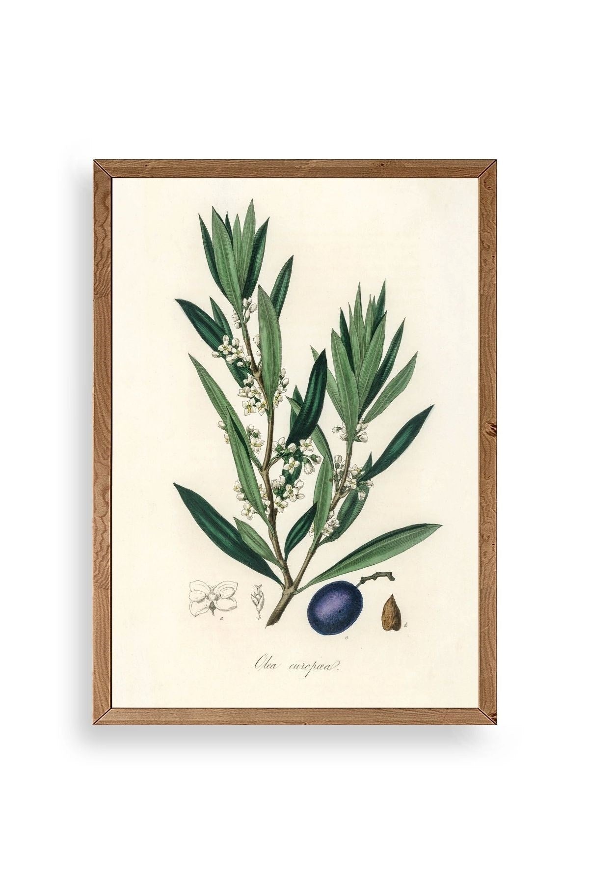 Yaprak Ahşap Çerçeveli Tablo 30 x 42