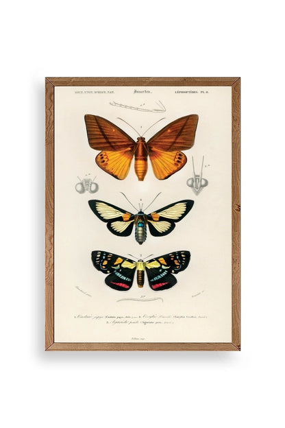 Kelebekler Ahşap Çerçeveli Tablo 23 x 30