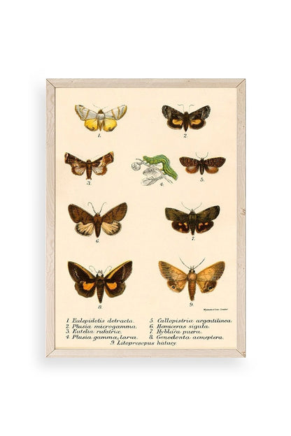 Kelebekler Ahşap Çerçeveli Tablo 50 x 70