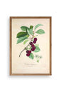 Meyveler Ahşap Çerçeveli Tablo 50 x 70