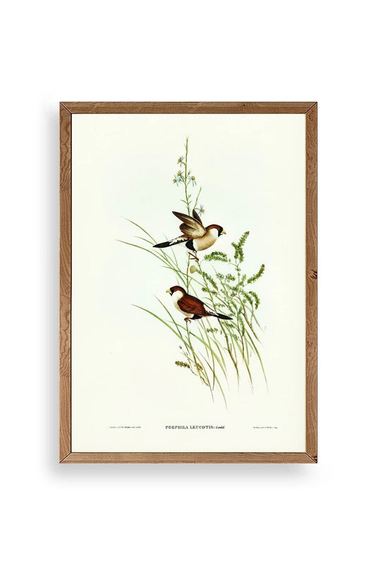 Kuşlar Ahşap Çerçeveli Tablo 50 x 70