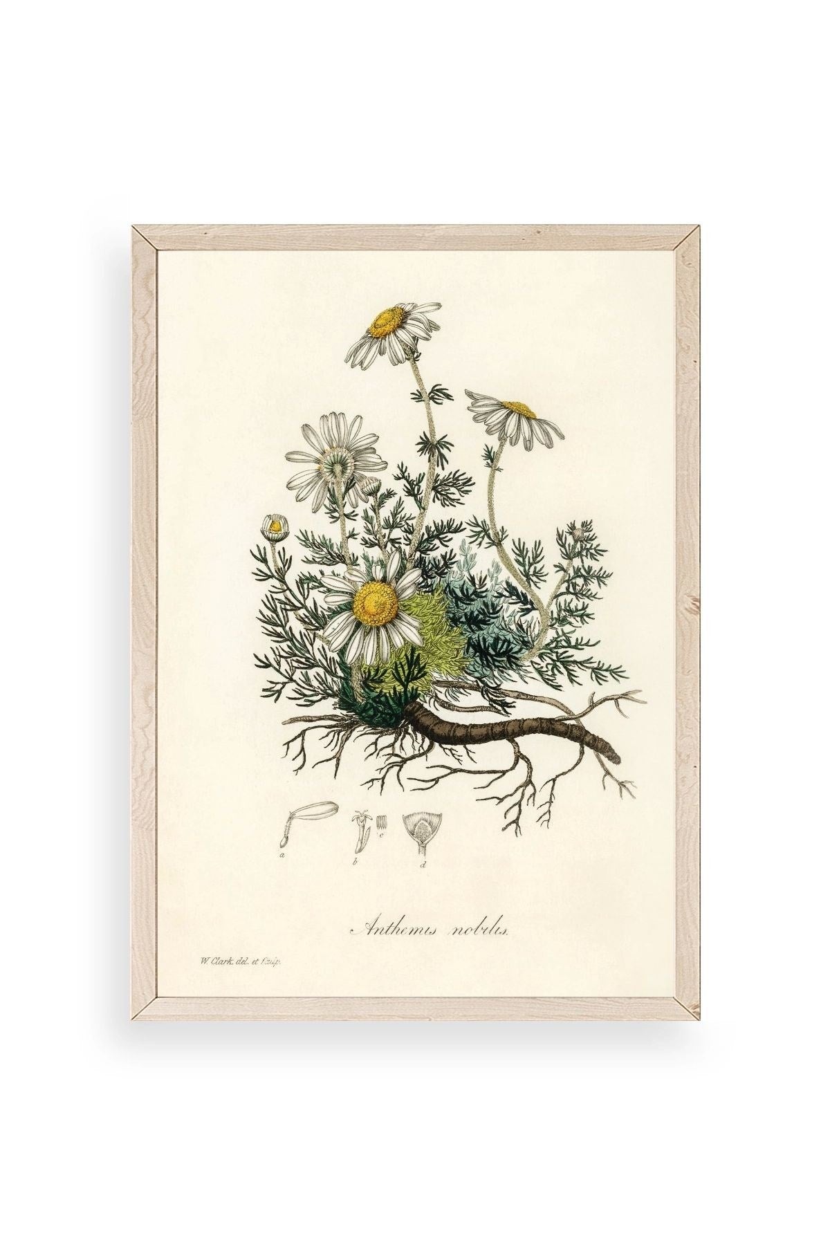 Papatya Ahşap Çerçeveli Tablo 17 x 23