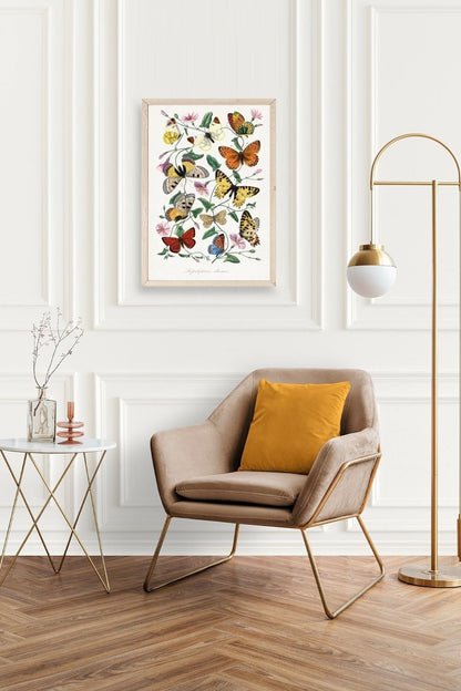 Lepidopteres Diurnes Ahşap Çerçeveli Tablo 50 x 70