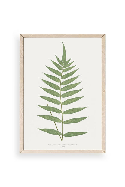 Polypodium Franxinifolium Ahşap Çerçeveli Tablo 50 x 70