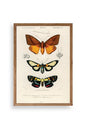Kelebekler Ahşap Çerçeveli Tablo 17 x 23