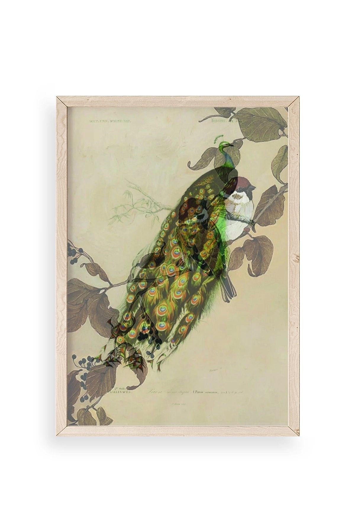 Kuş Ahşap Çerçeveli Tablo 17 x 23