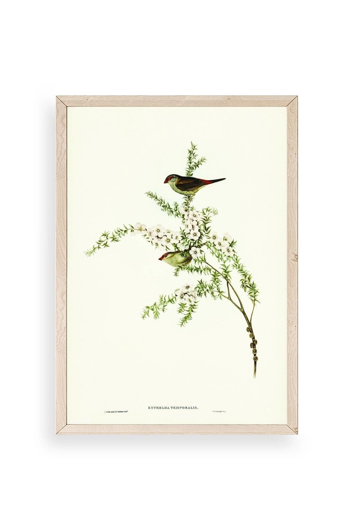 Daldaki Kuş Ahşap Çerçeveli Tablo 17 x 23