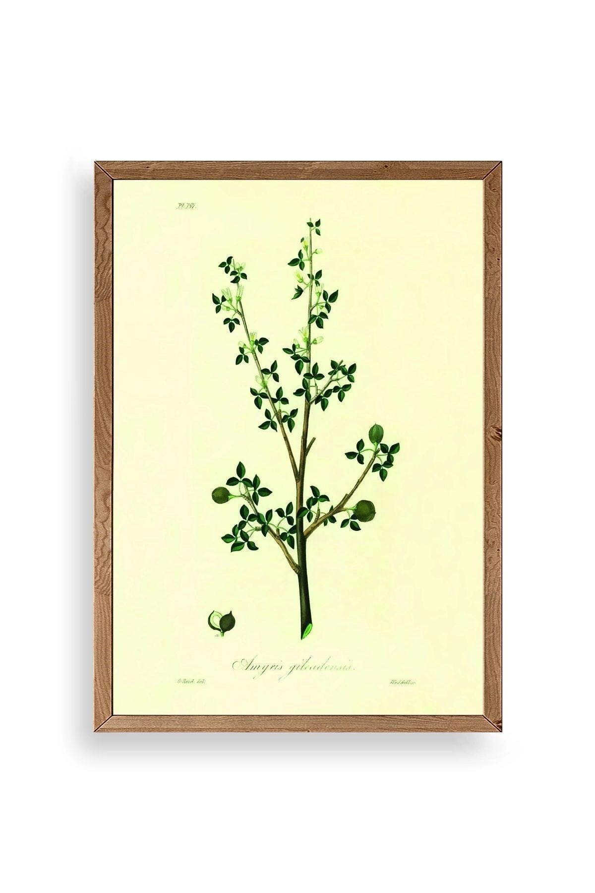 Yapraklar Ahşap Çerçeveli Tablo 17 x 23