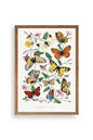 Lepidopteres Diurnes Ahşap Çerçeveli Tablo 50 x 70