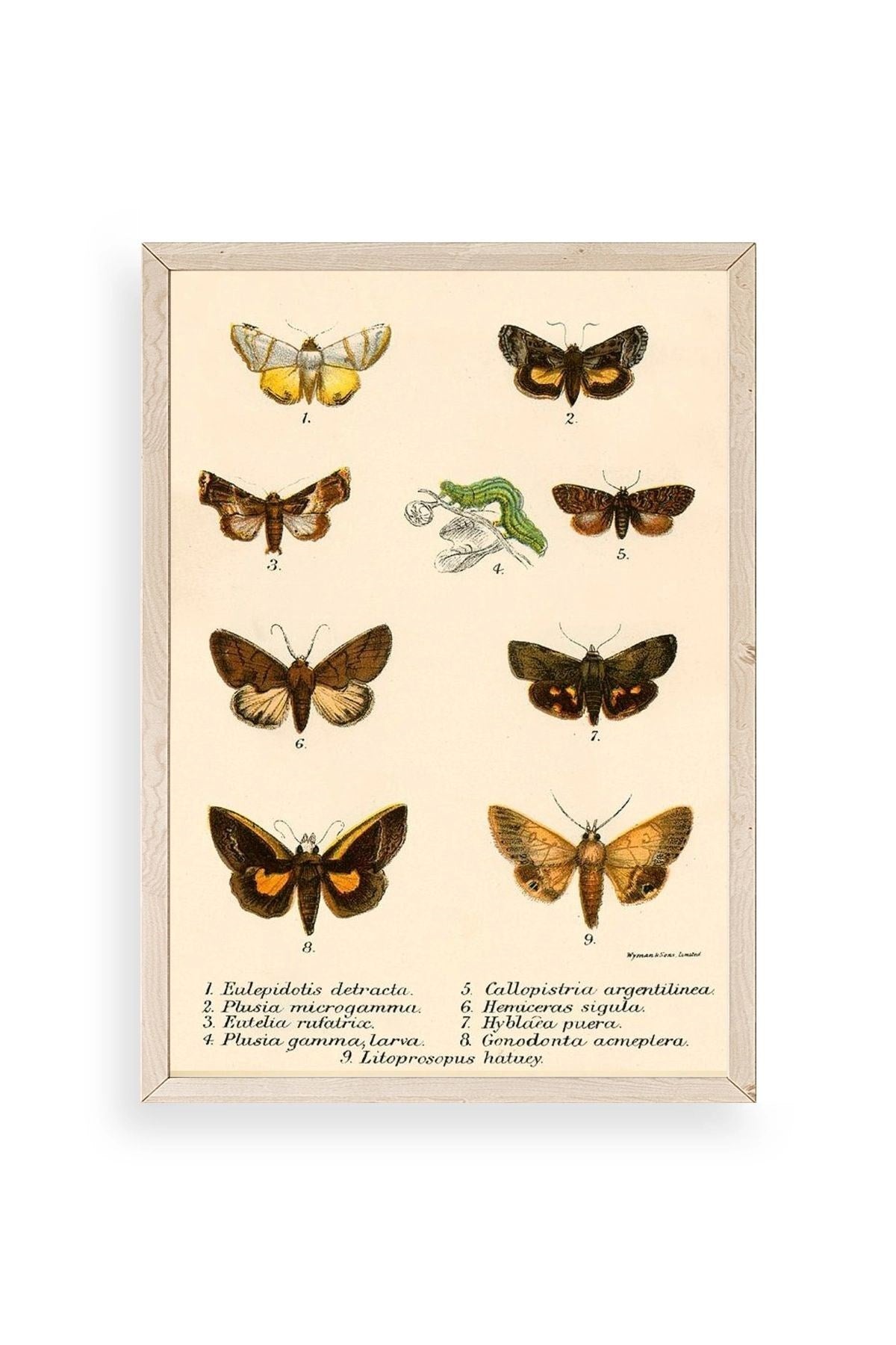 Kelebekler Ahşap Çerçeveli Tablo 30 x 42