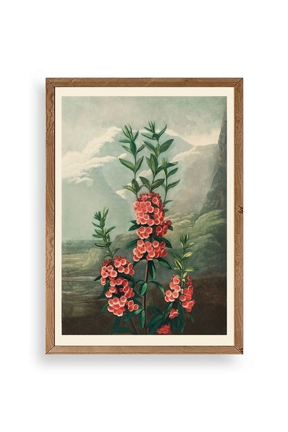 Narrow-Leaved Kalmia Ahşap Çerçeveli Tablo 17 x 23