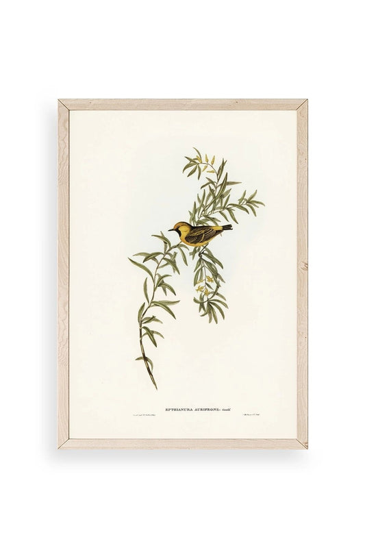 Daldaki Kuş Ahşap Çerçeveli Tablo 50 x 70