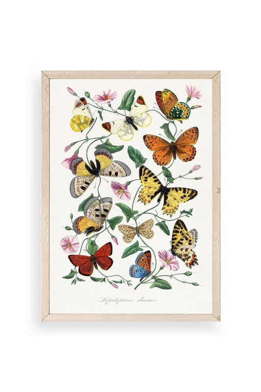 Lepidopteres Diurnes Ahşap Çerçeveli Tablo 17 x 23