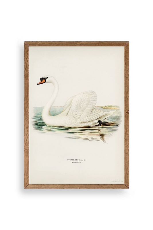 Kuğu Ahşap Çerçeveli Tablo 17 x 23