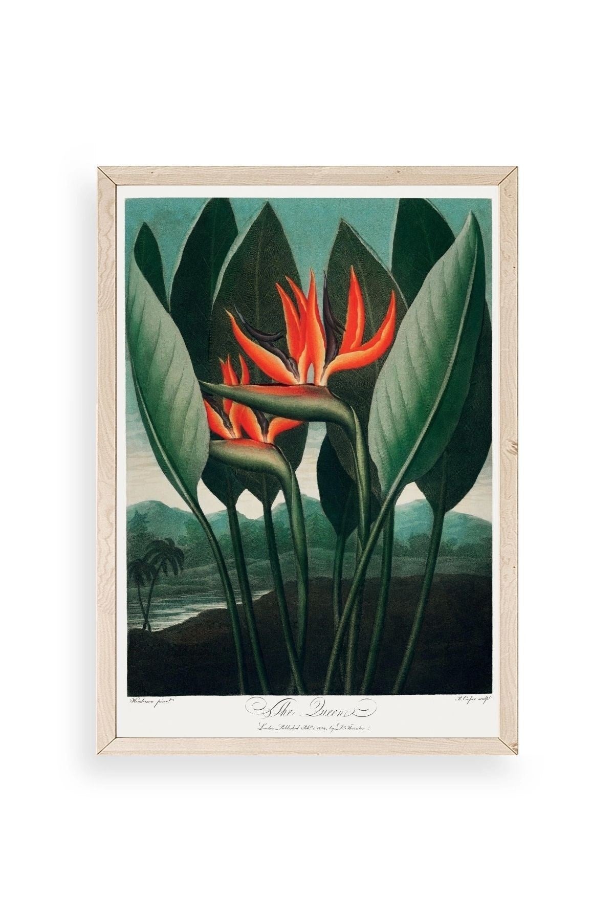 The Queen Plant Ahşap Çerçeveli Tablo 17 x 23