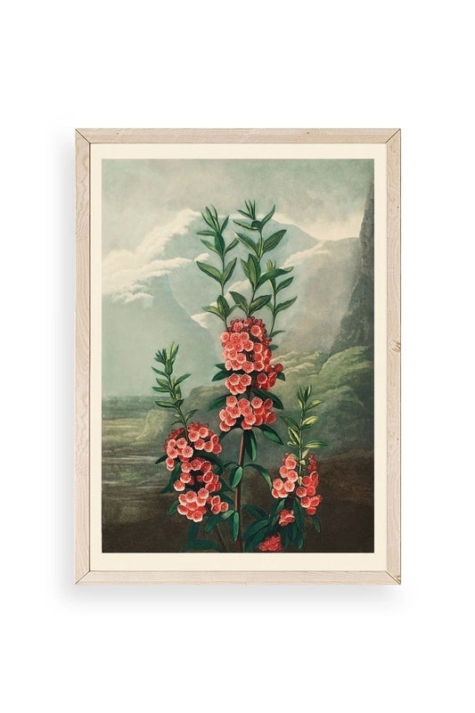 Narrow-Leaved Kalmia Ahşap Çerçeveli Tablo 17 x 23