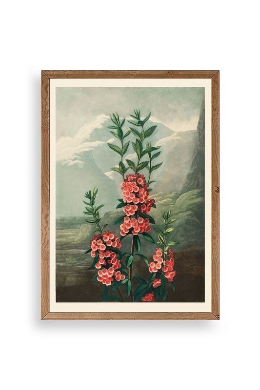 Narrow-Leaved Kalmia Ahşap Çerçeveli Tablo 50 x 70