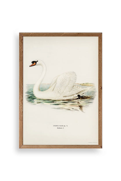 Kuğu Ahşap Çerçeveli Tablo 50 x 70