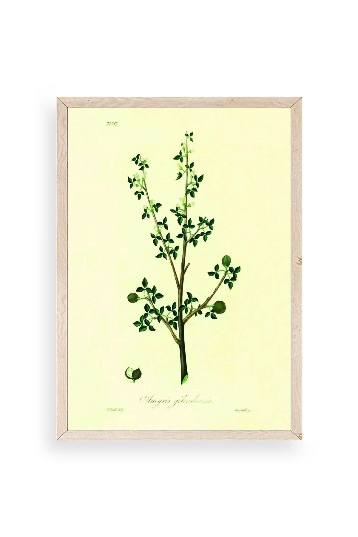 Yapraklar Ahşap Çerçeveli Tablo 17 x 23