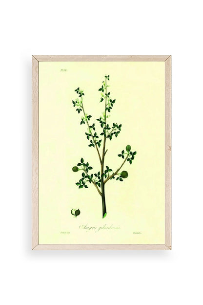 Yapraklar Ahşap Çerçeveli Tablo 17 x 23