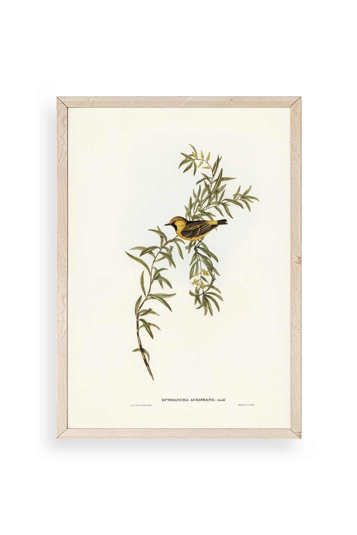 Daldaki Kuş Ahşap Çerçeveli Tablo 23 x 30