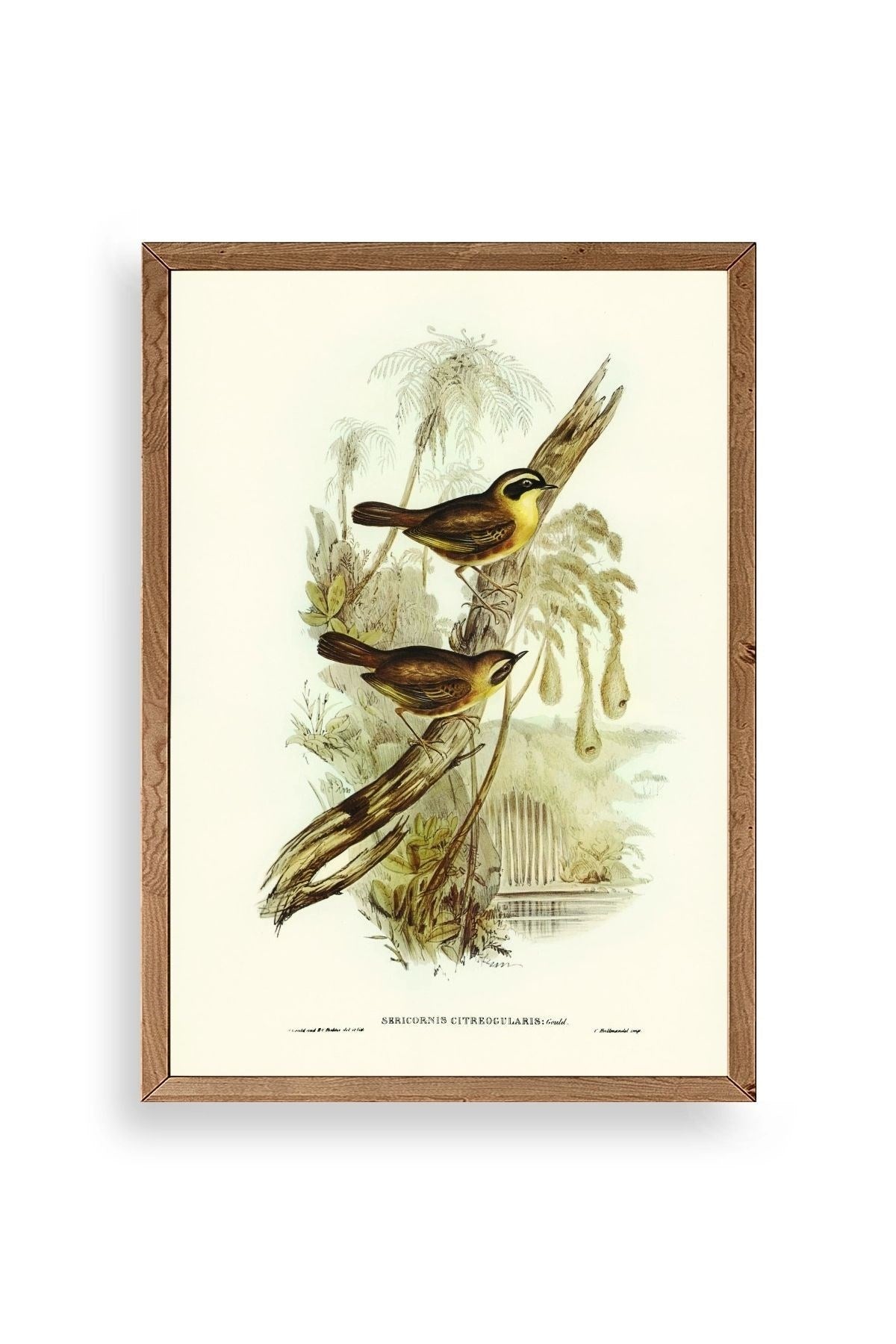 Kuşlar Ahşap Çerçeveli Tablo 50 x 70