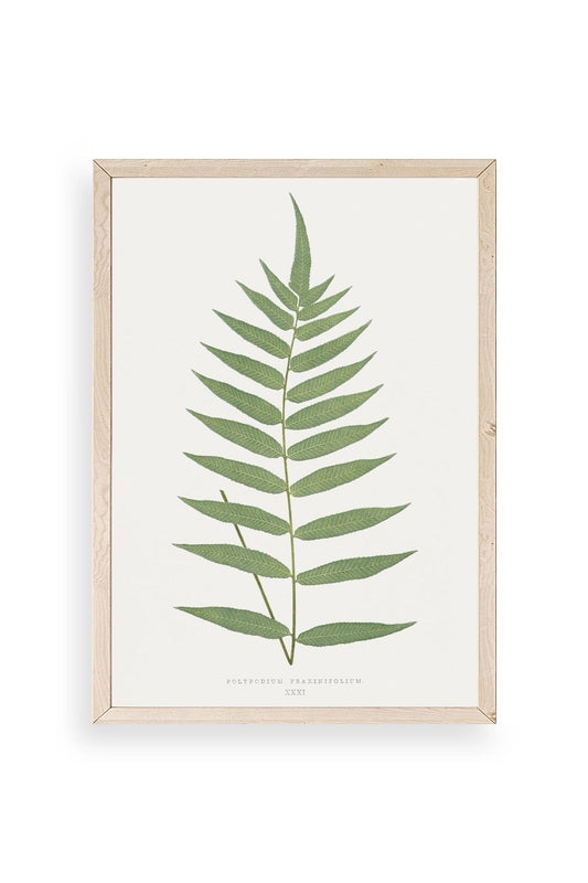 Polypodium Franxinifolium Ahşap Çerçeveli Tablo 23 x 30
