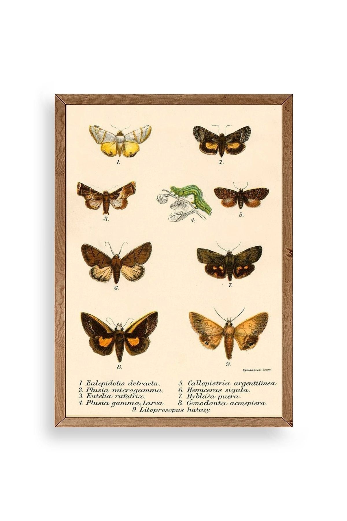 Kelebekler Ahşap Çerçeveli Tablo 30 x 42