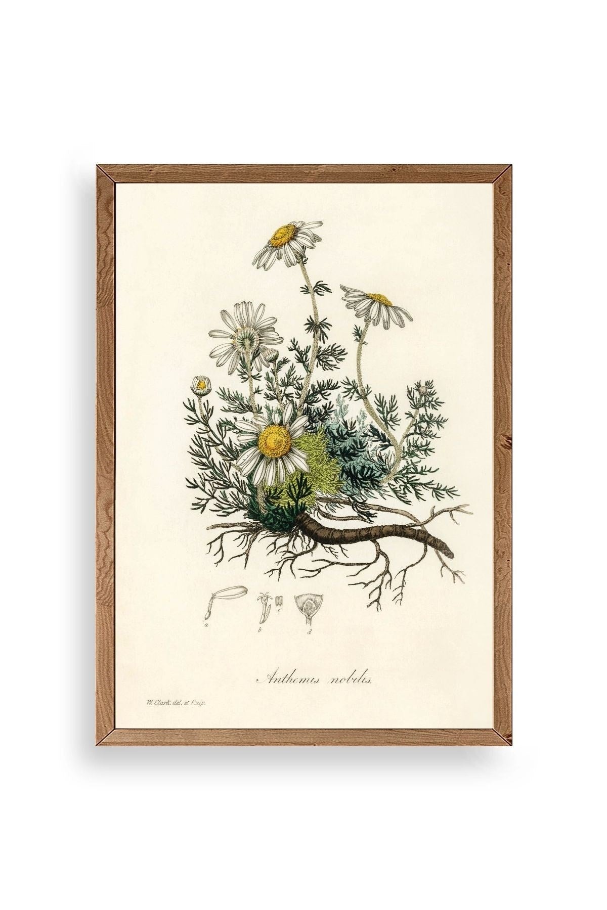 Papatya Ahşap Çerçeveli Tablo 30 x 42