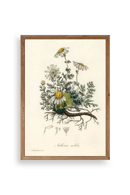 Papatya Ahşap Çerçeveli Tablo 30 x 42