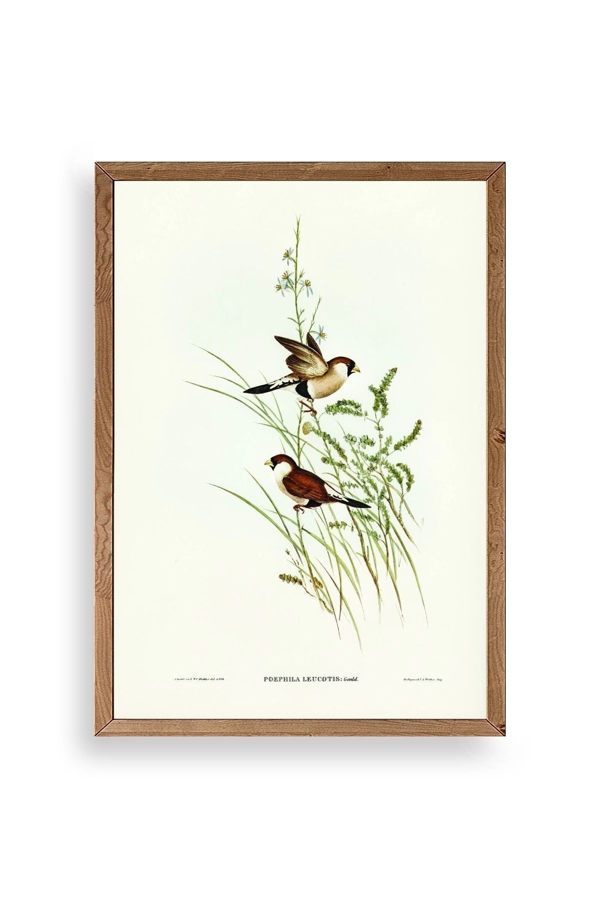 Kuşlar Ahşap Çerçeveli Tablo 17 x 23