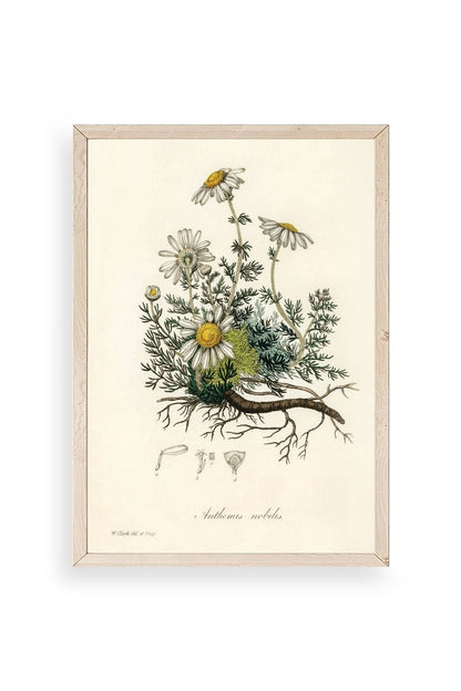 Papatya Ahşap Çerçeveli Tablo 23 x 30