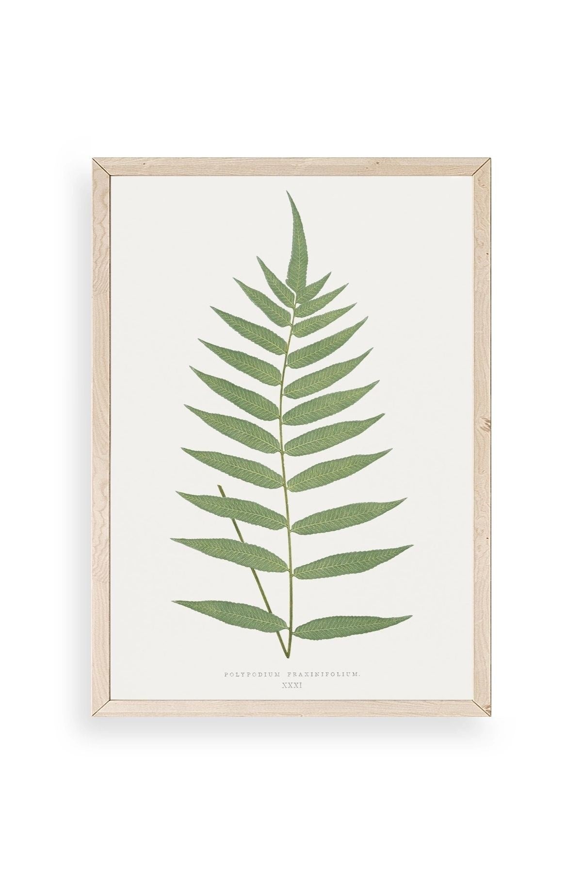 Polypodium Franxinifolium Ahşap Çerçeveli Tablo 17 x 23