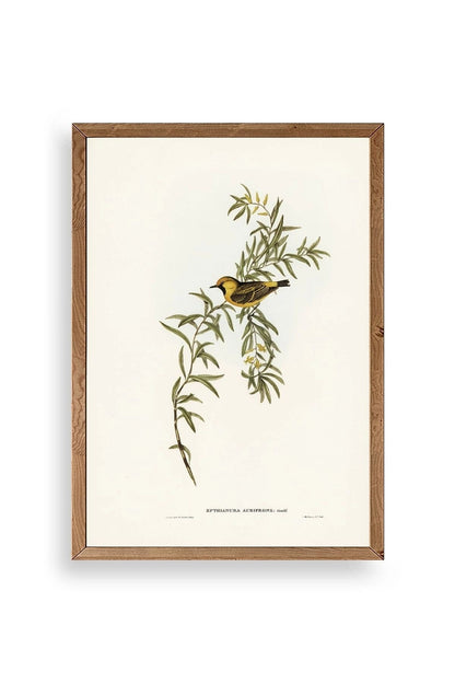 Daldaki Kuş Ahşap Çerçeveli Tablo 17 x 23