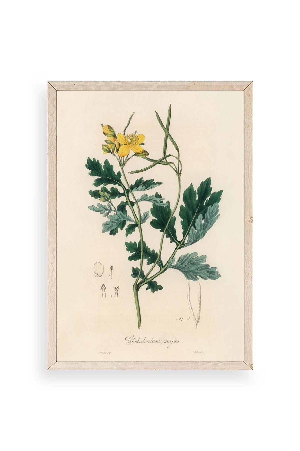 Çiçek Ahşap Çerçeveli Tablo 30 x 42