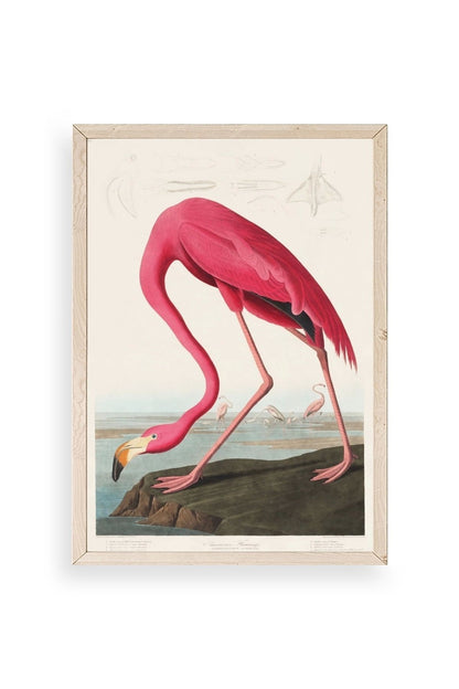 Flamingo Ahşap Çerçeveli Tablo 50 x 70