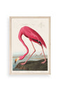 Flamingo Ahşap Çerçeveli Tablo 50 x 70