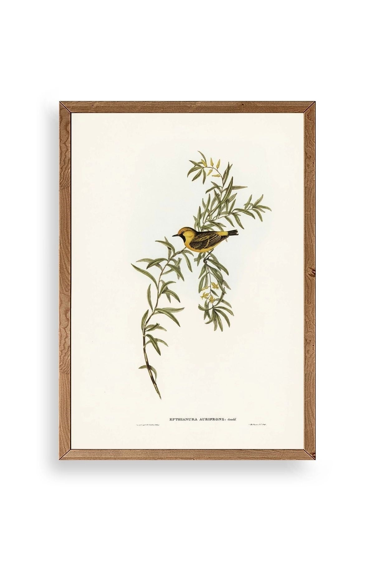 Daldaki Kuş Ahşap Çerçeveli Tablo 23 x 30