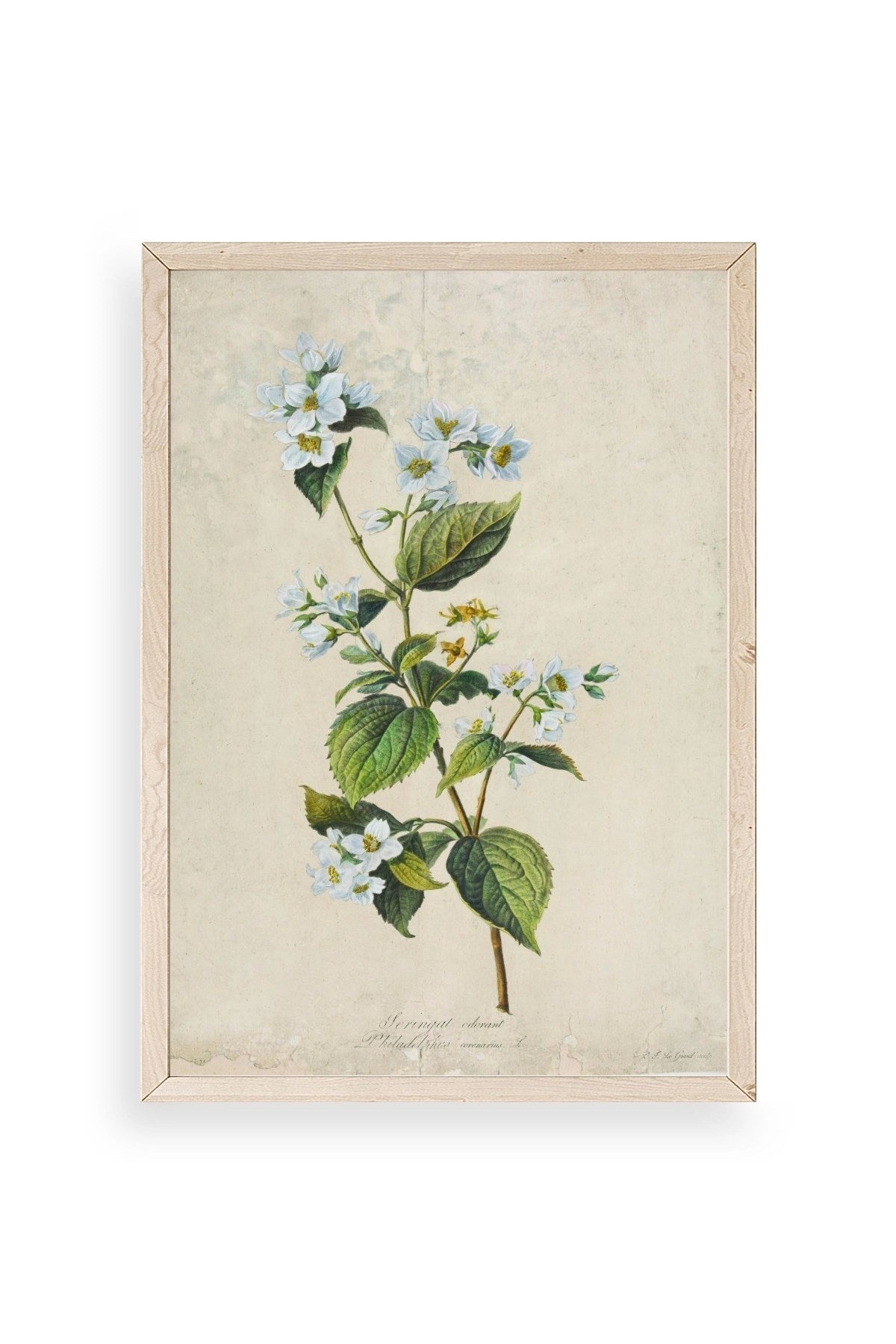 Çiçek Ahşap Çerçeveli Tablo 17 x 23